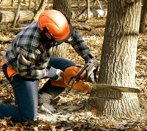 Tree Removal in Hawkins, TX